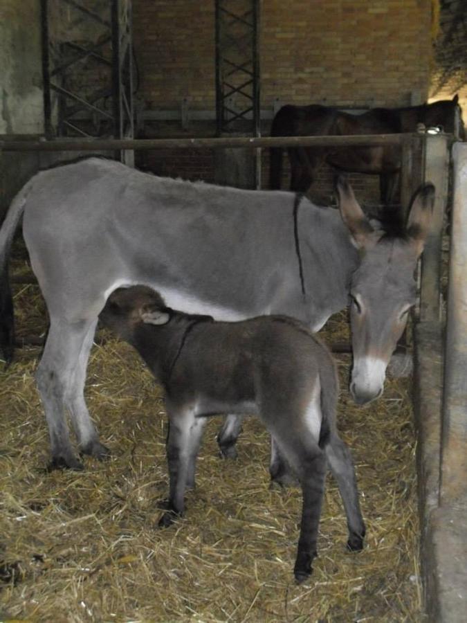 Agriturismo Agrifoglio San Giovanni Suergiu Bagian luar foto