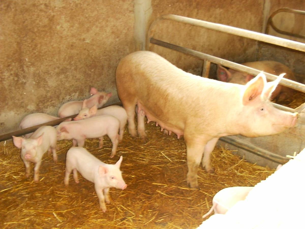 Agriturismo Agrifoglio San Giovanni Suergiu Bagian luar foto