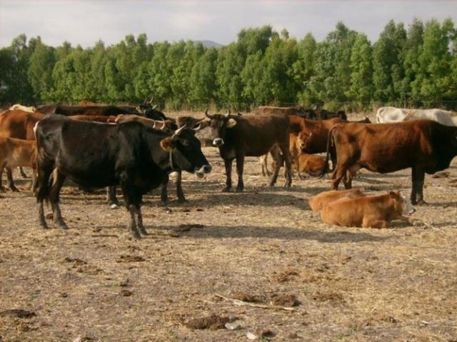 Agriturismo Agrifoglio San Giovanni Suergiu Bagian luar foto