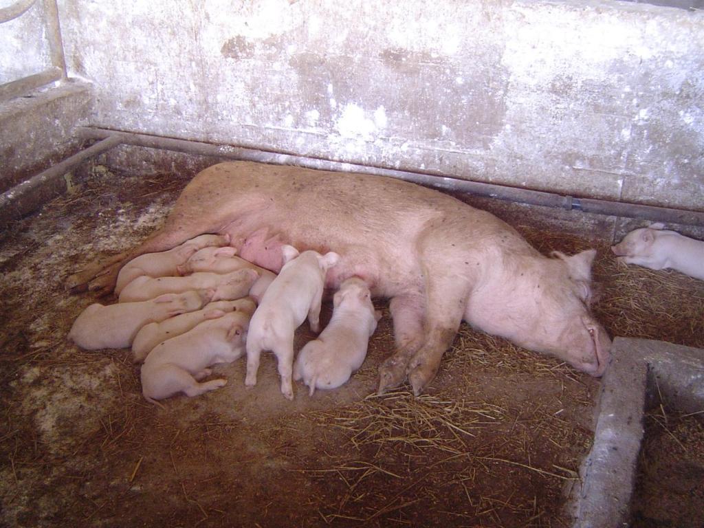 Agriturismo Agrifoglio San Giovanni Suergiu Bagian luar foto