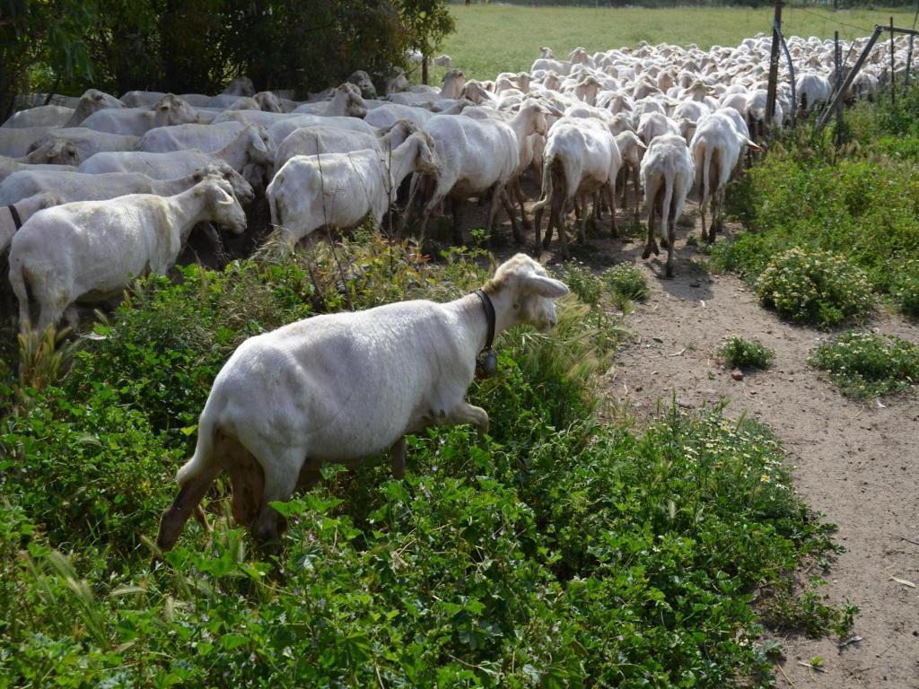 Agriturismo Agrifoglio San Giovanni Suergiu Bagian luar foto