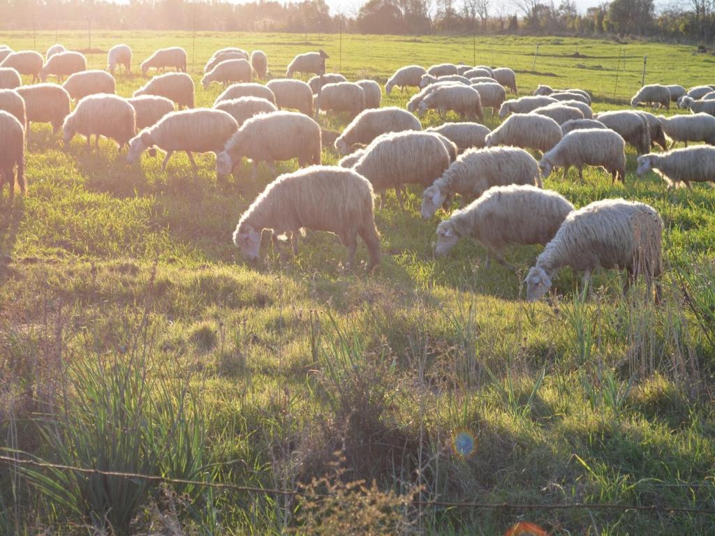 Agriturismo Agrifoglio San Giovanni Suergiu Bagian luar foto