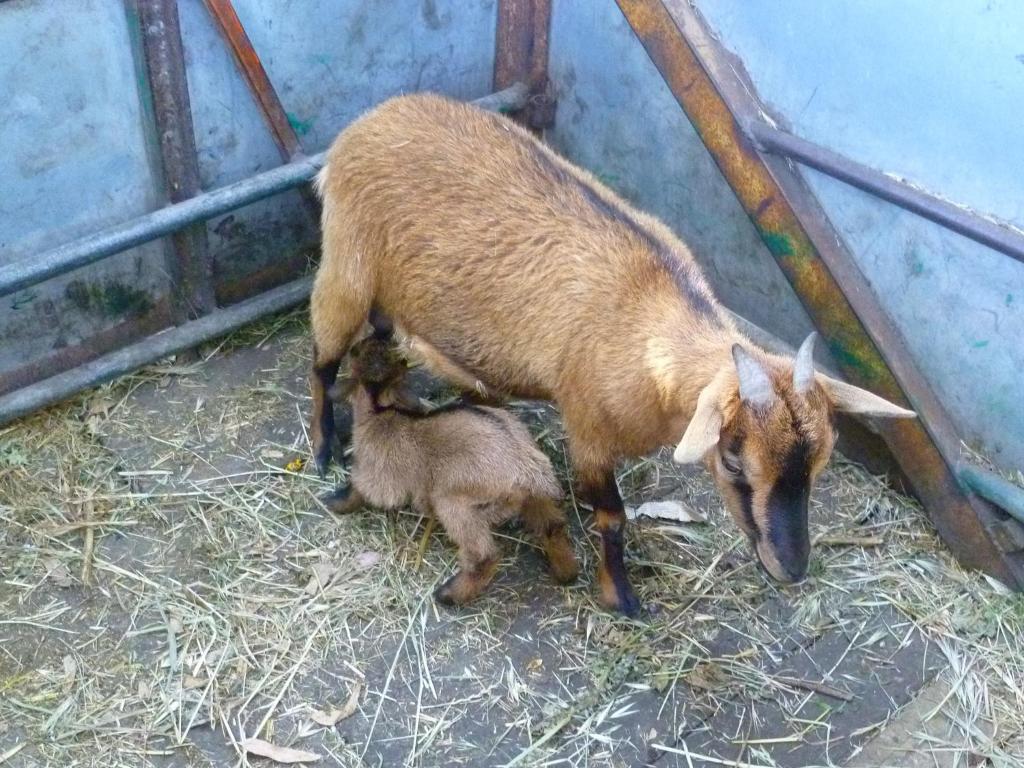Agriturismo Agrifoglio San Giovanni Suergiu Bagian luar foto