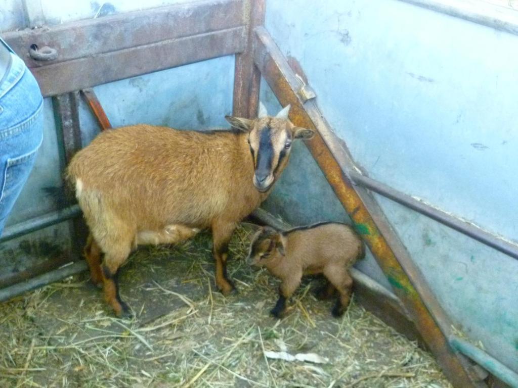 Agriturismo Agrifoglio San Giovanni Suergiu Bagian luar foto