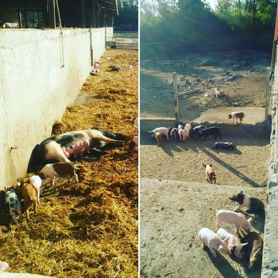 Agriturismo Agrifoglio San Giovanni Suergiu Bagian luar foto